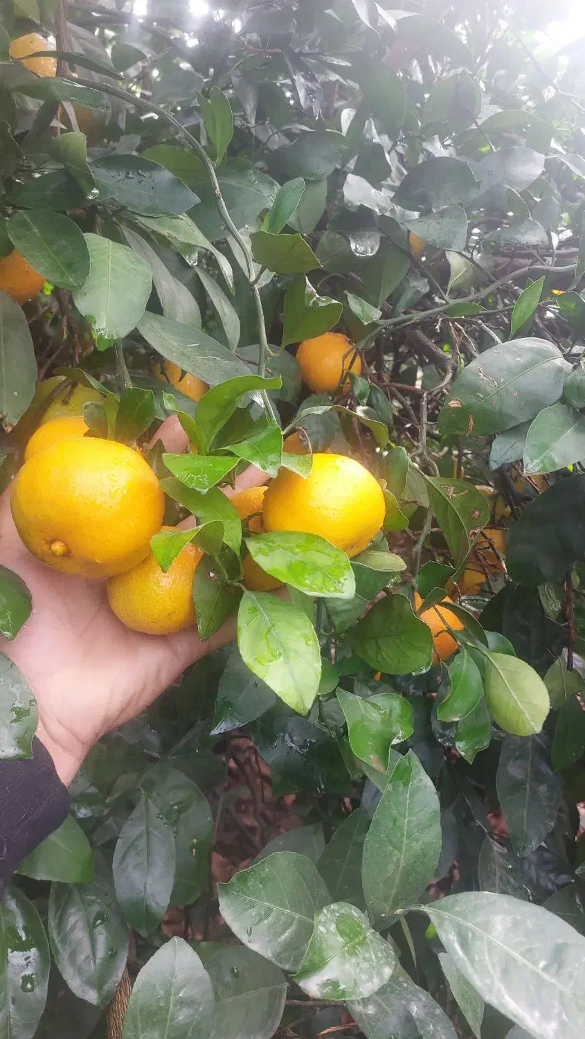 فروش ۷تن نارنگی ژاپنی|عمدهفروشی|جویبار, |دیوار