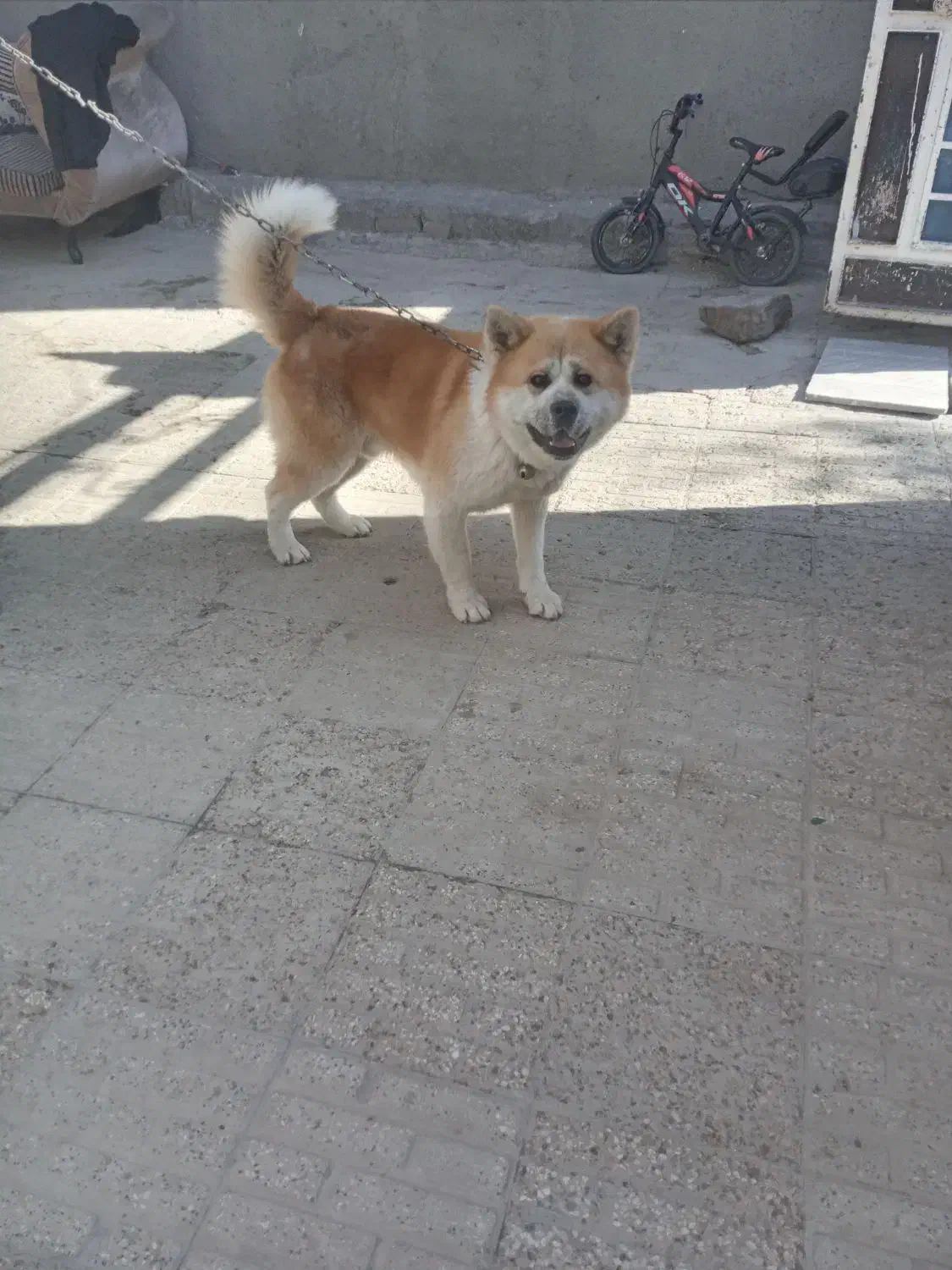 سگ آکیتا نر یکساله|سگ|تاکستان, |دیوار