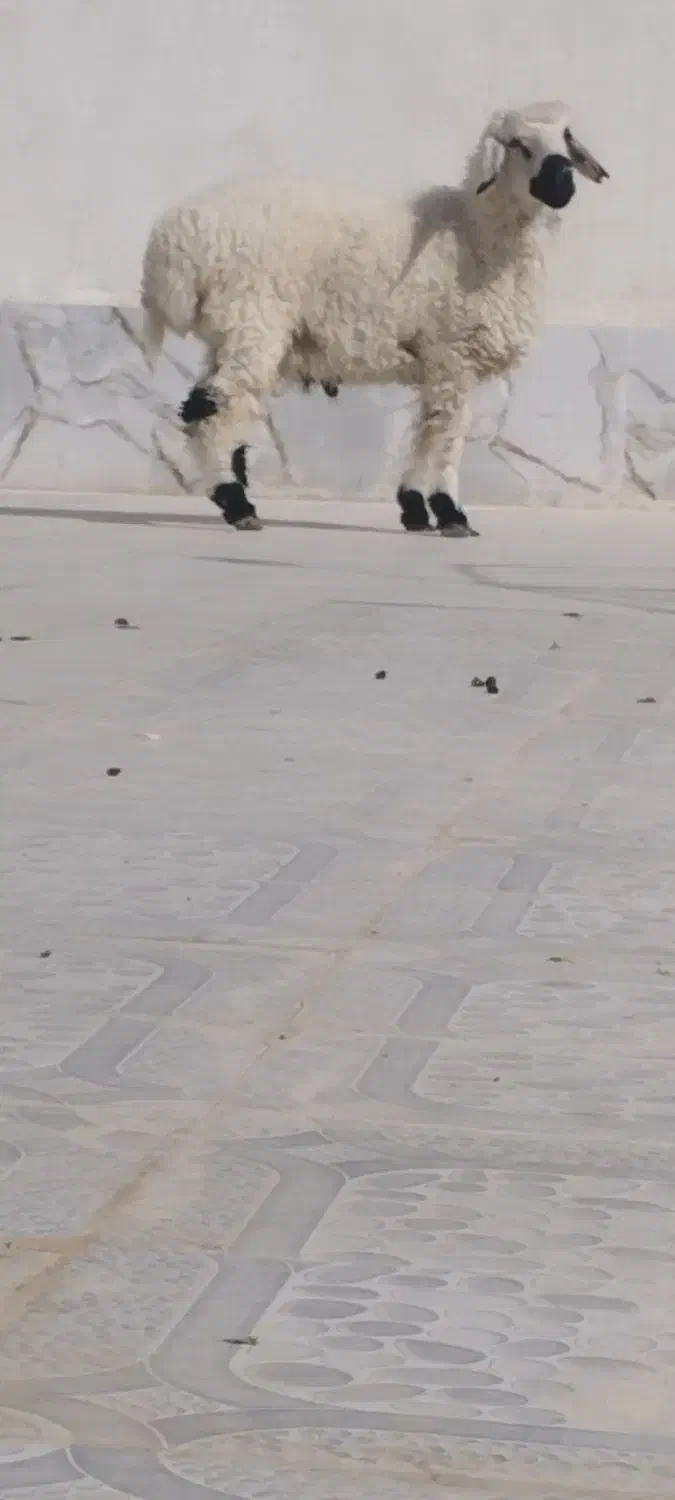 برهنر|حیوانات مزرعه|هامون, |دیوار