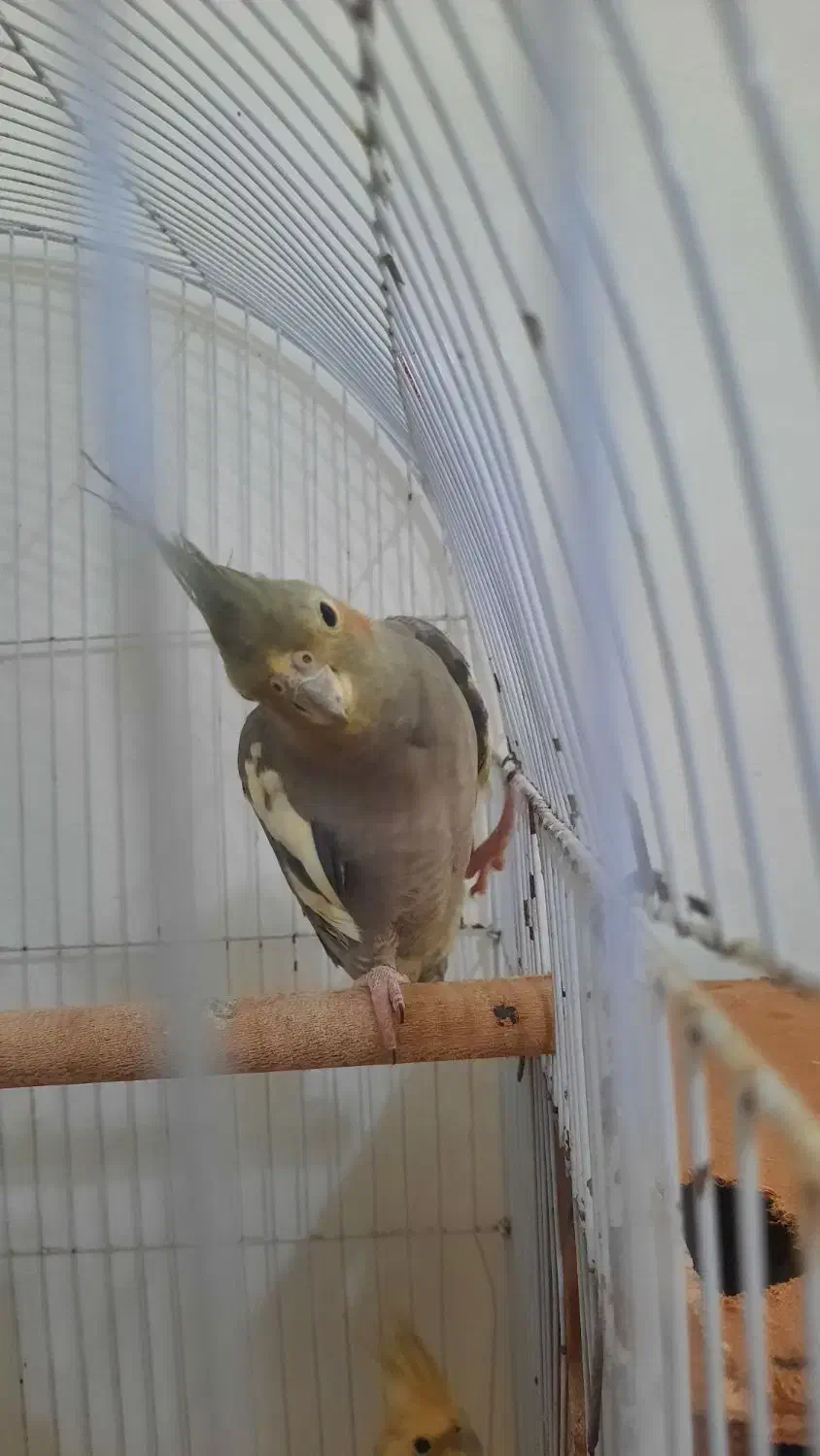 طوطی عروس|پرنده|رشت, جانبازان|دیوار