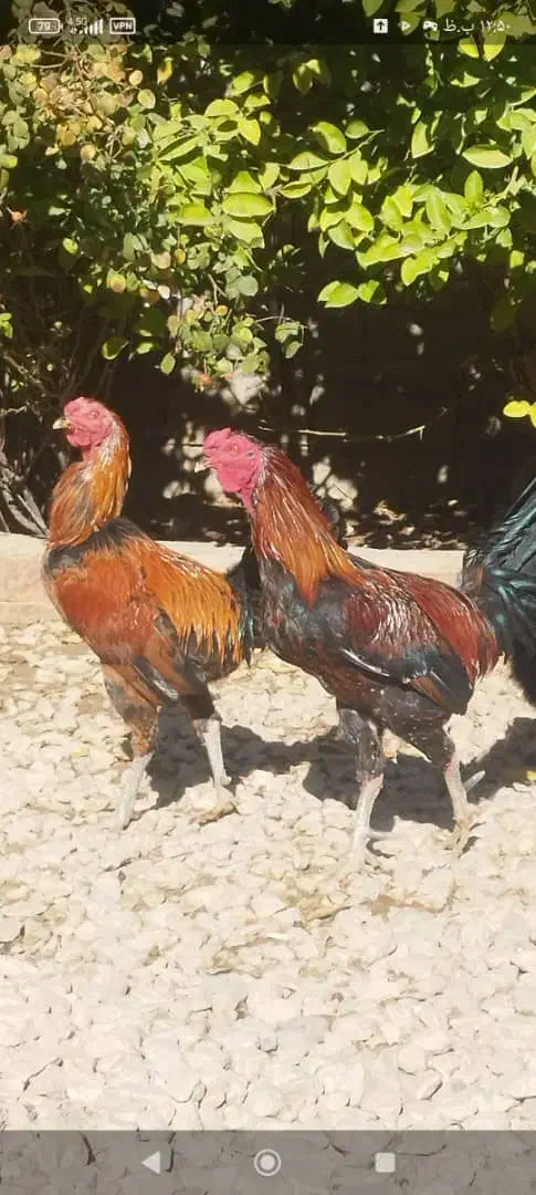 فروش خروس لاری و تزیینی مرغ جوجه|حیوانات مزرعه|کوار, |دیوار