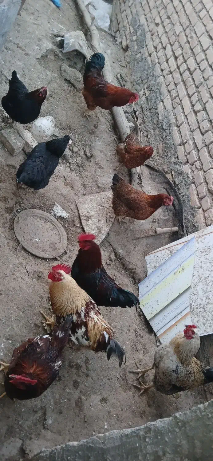 خروس محلی|حیوانات مزرعه|خوسف, |دیوار