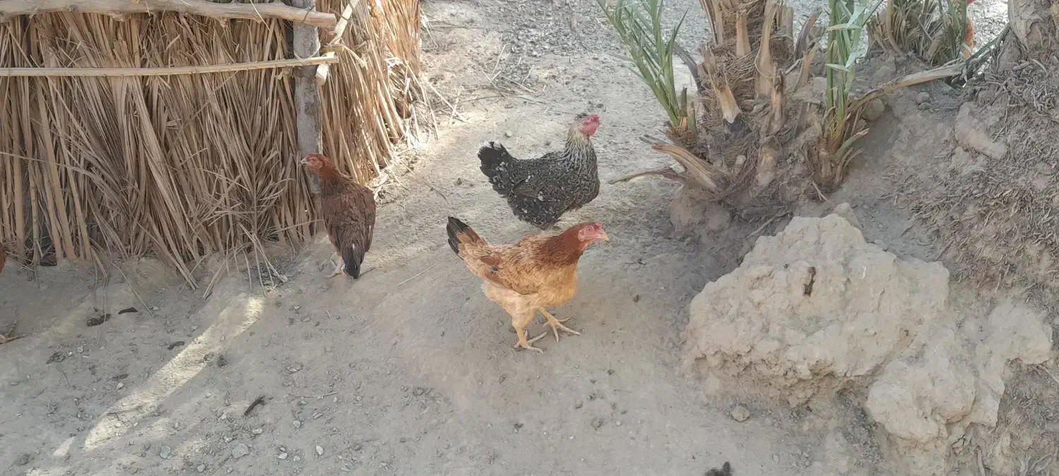 فروش مرغ و جوجه خروس محلی در دولت آباد|حیوانات مزرعه|ارزوئیه, |دیوار