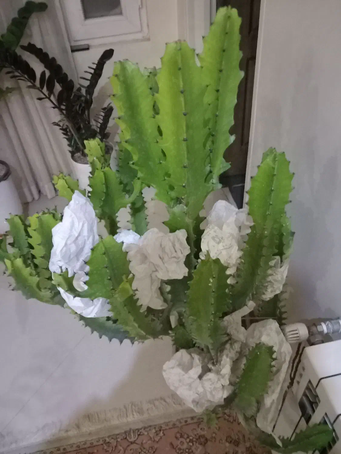 گل و گیاه|گل و گیاه طبیعی|کرج, باغستان|دیوار