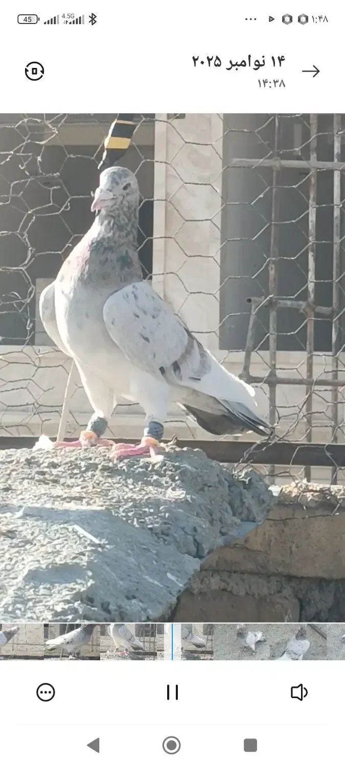 کفتر هوایی زرنگ|پرنده|شیراز, فاضل|دیوار