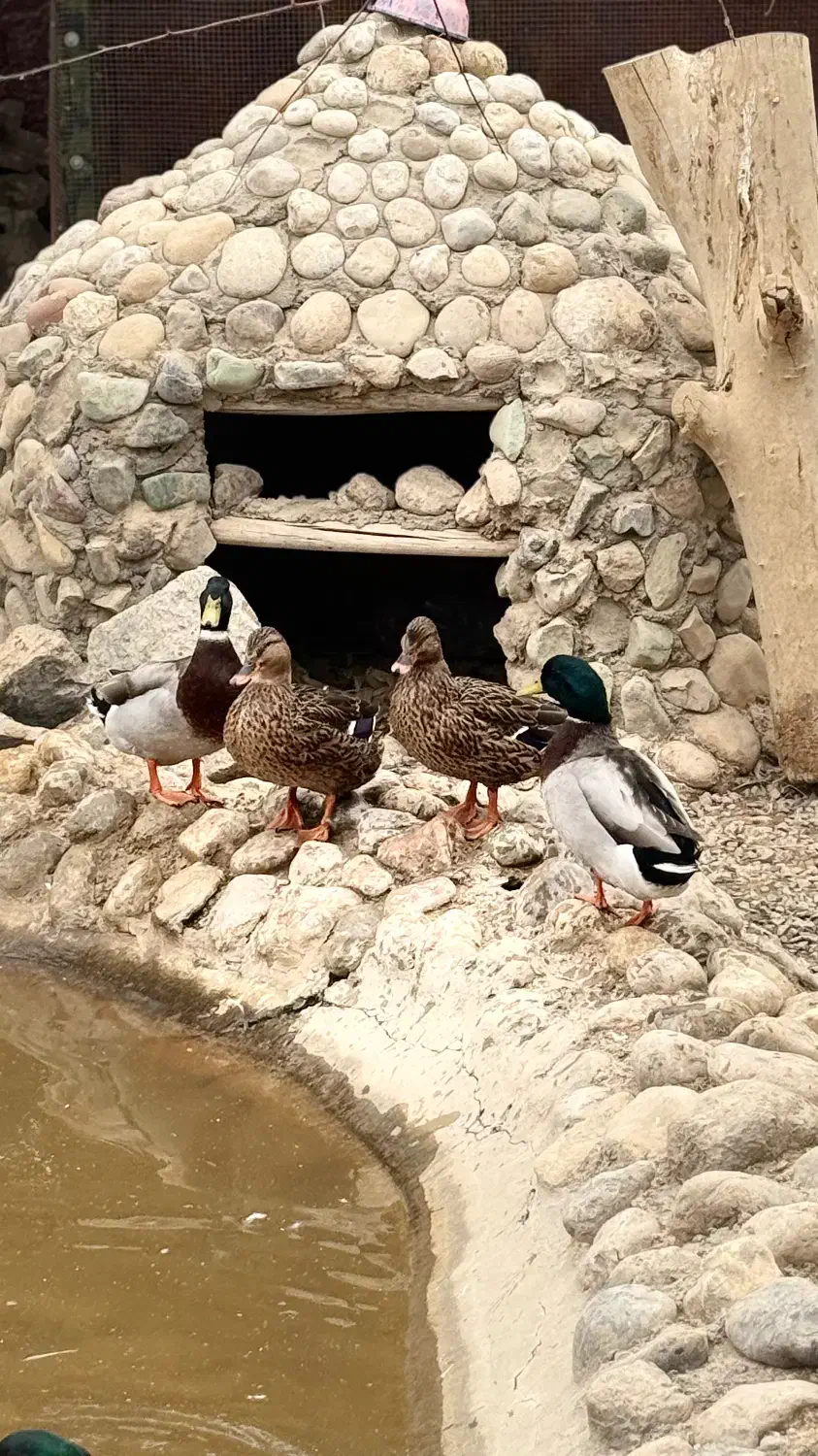 اردک کله سبز پروازی|حیوانات مزرعه|اصفهان, جلفا|دیوار