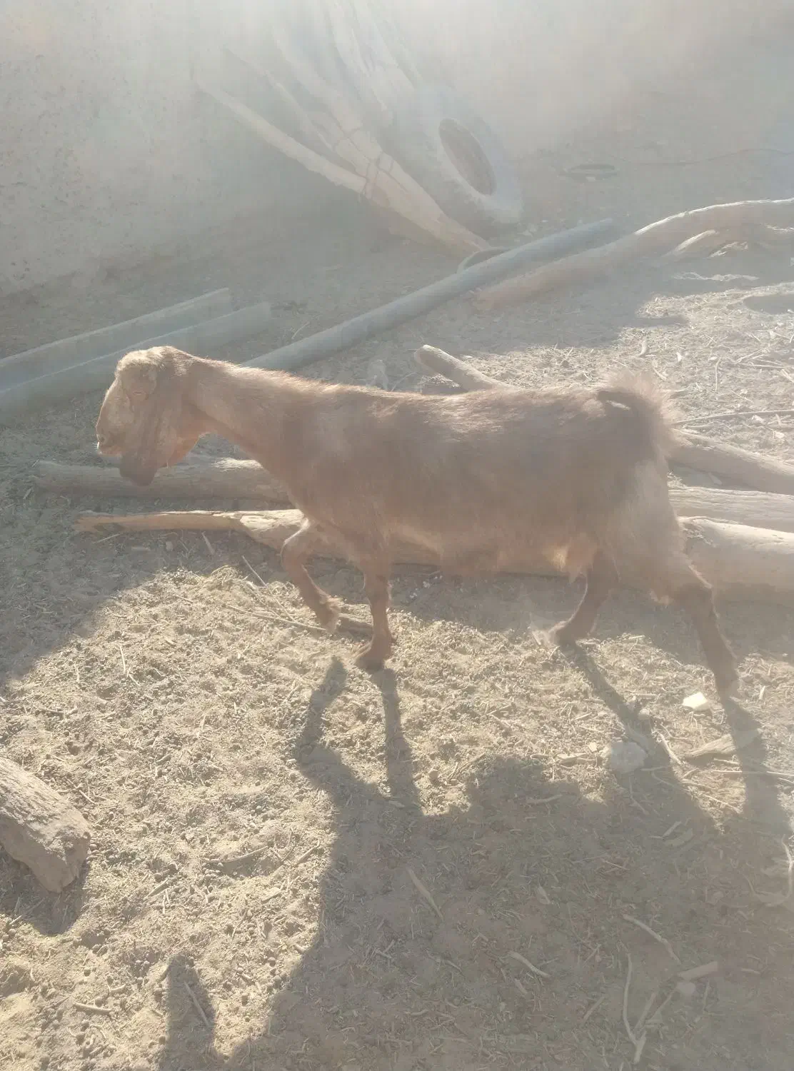 بزوگوسفند|حیوانات مزرعه|زهک, |دیوار