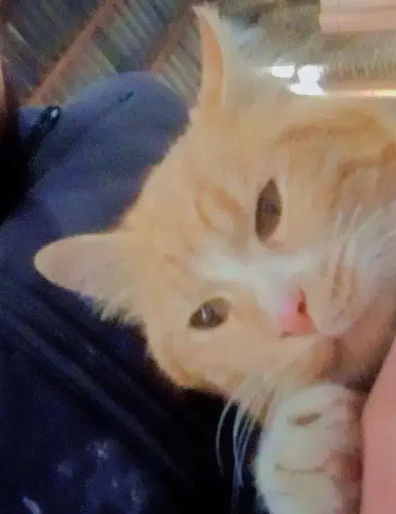 گربه گمشده|گربه|مریوان, |دیوار