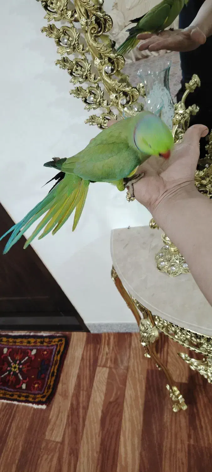 طوطی ملنگو اهلی|پرنده|اهر, |دیوار