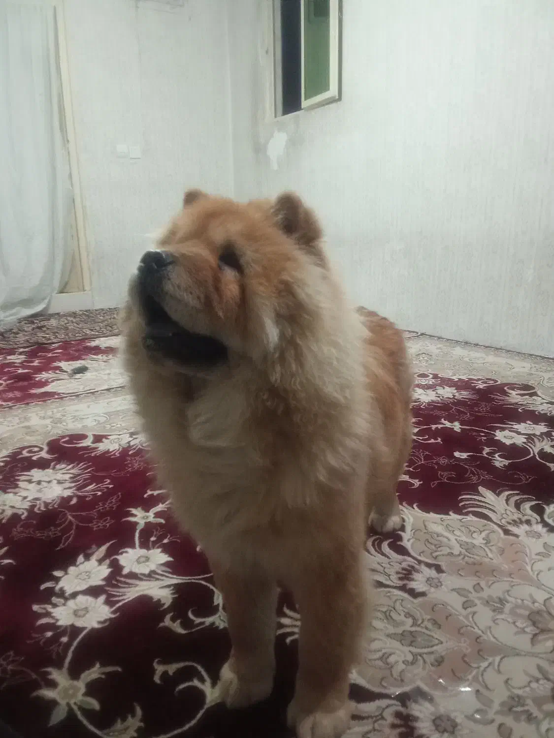 سگ چاو چاو ماده|سگ|رباط‌کریم, شهرک صنعتی ده‌حسن|دیوار