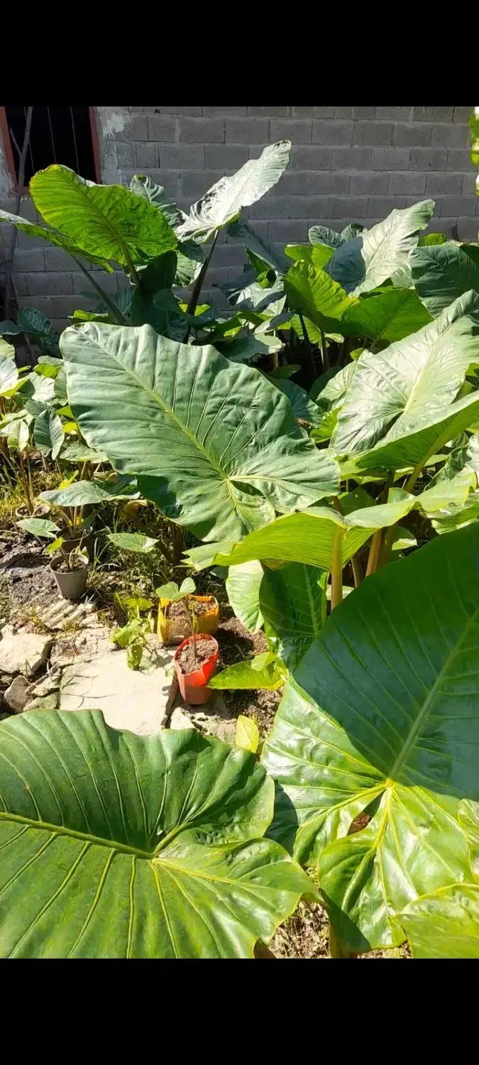 گل بابا آدم|گل و گیاه طبیعی|ماسال, |دیوار