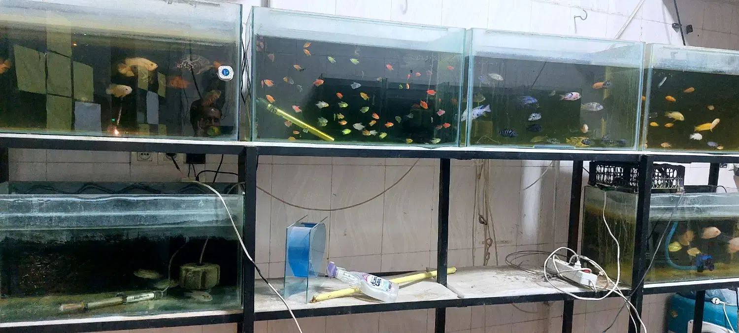 فروش کلیه وسایل و تجهیزات و ماهی آکواریوم|ماهی|اسلامآباد غرب, |دیوار