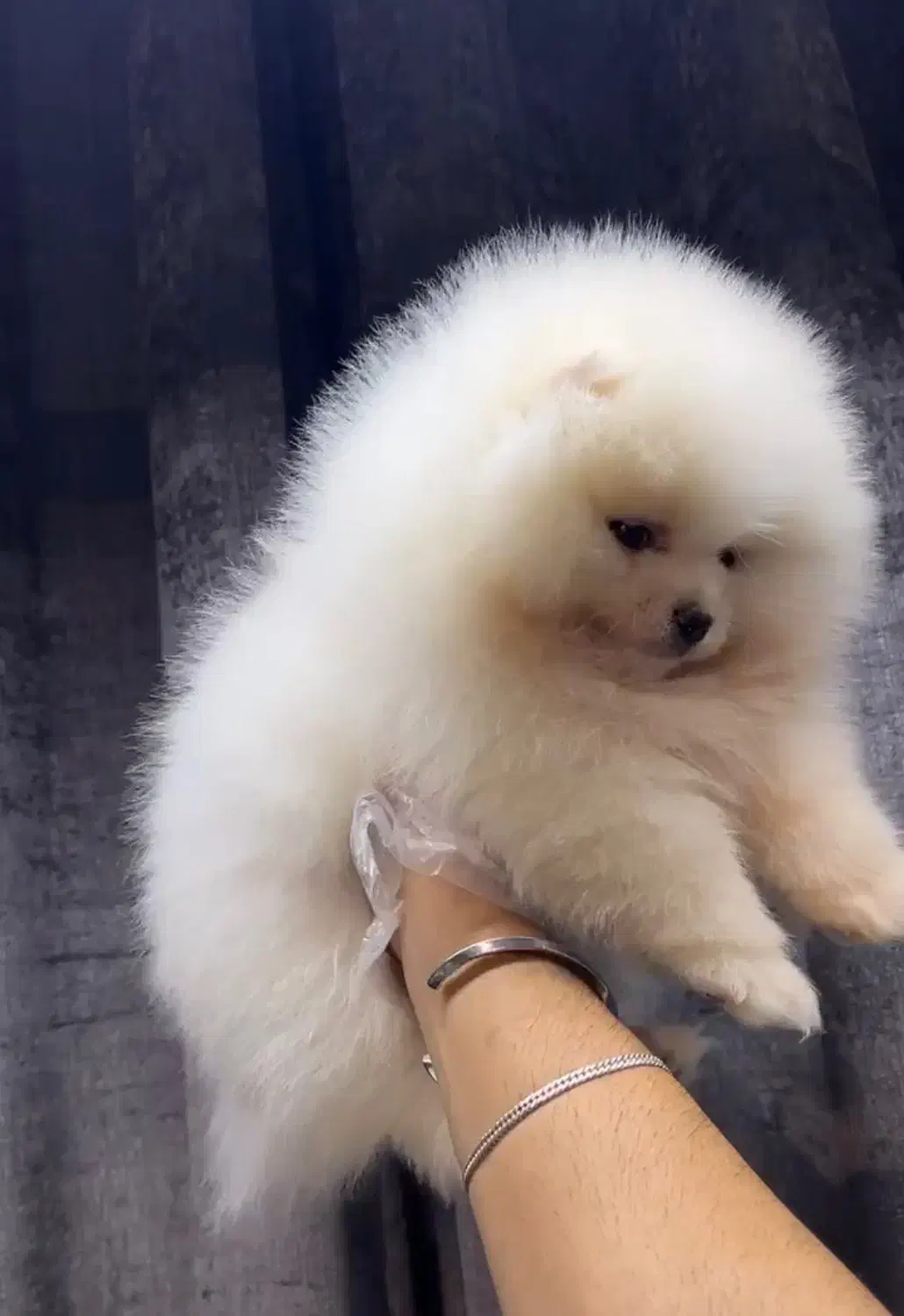 سگ پامر نر خرسی وارداتی میکروچیپ دار|سگ|تهران, پاسداران|دیوار