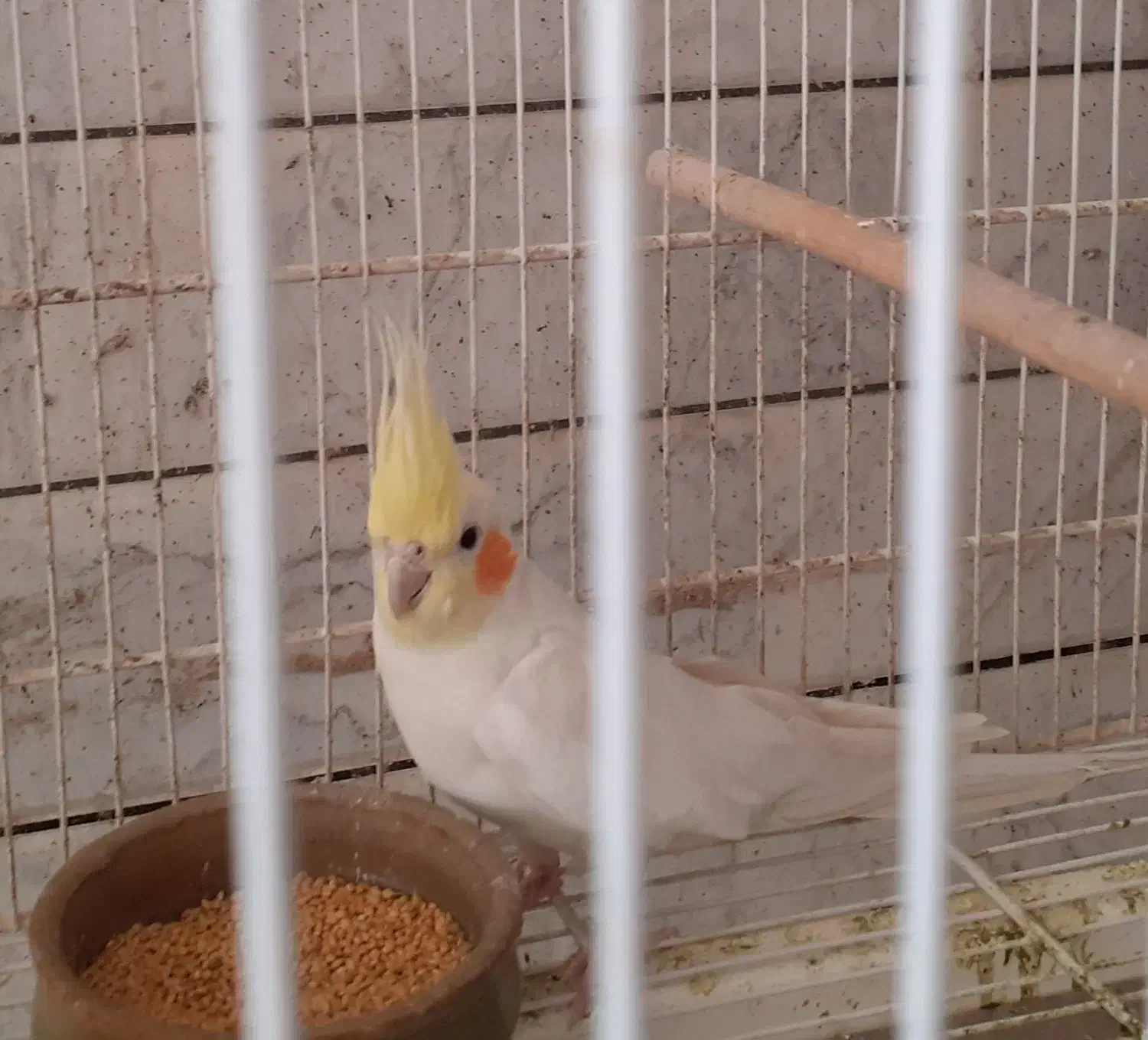 عروس هلندی لوتینو بالغ|پرنده|فردوس (خراسان), |دیوار