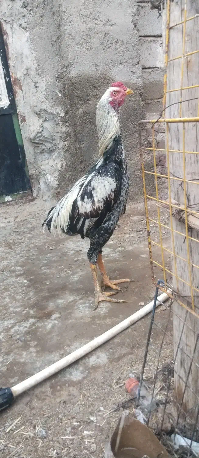 جوجه خروس لاری|حیوانات مزرعه|ایرانشهر, |دیوار