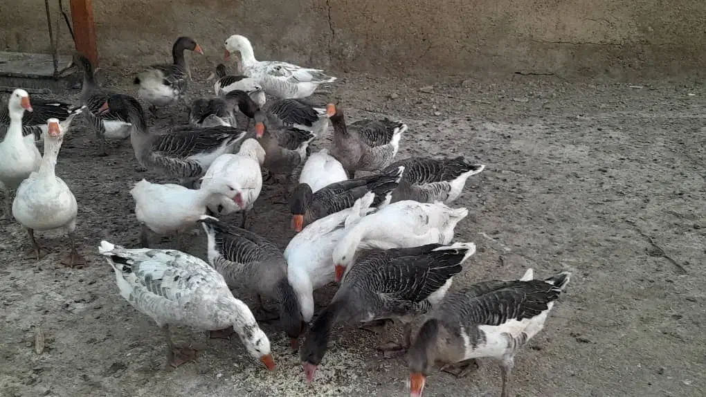 فروش غاز محلی|حیوانات مزرعه|بیضا, |دیوار