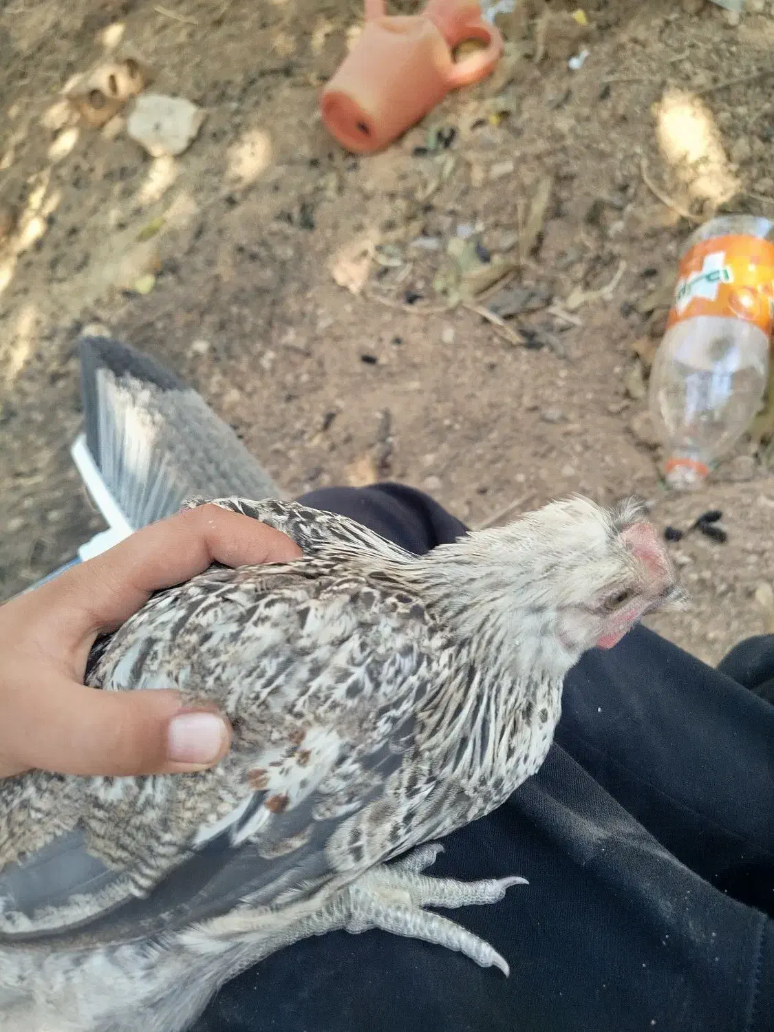 خروس|حیوانات مزرعه|خرم بید, |دیوار