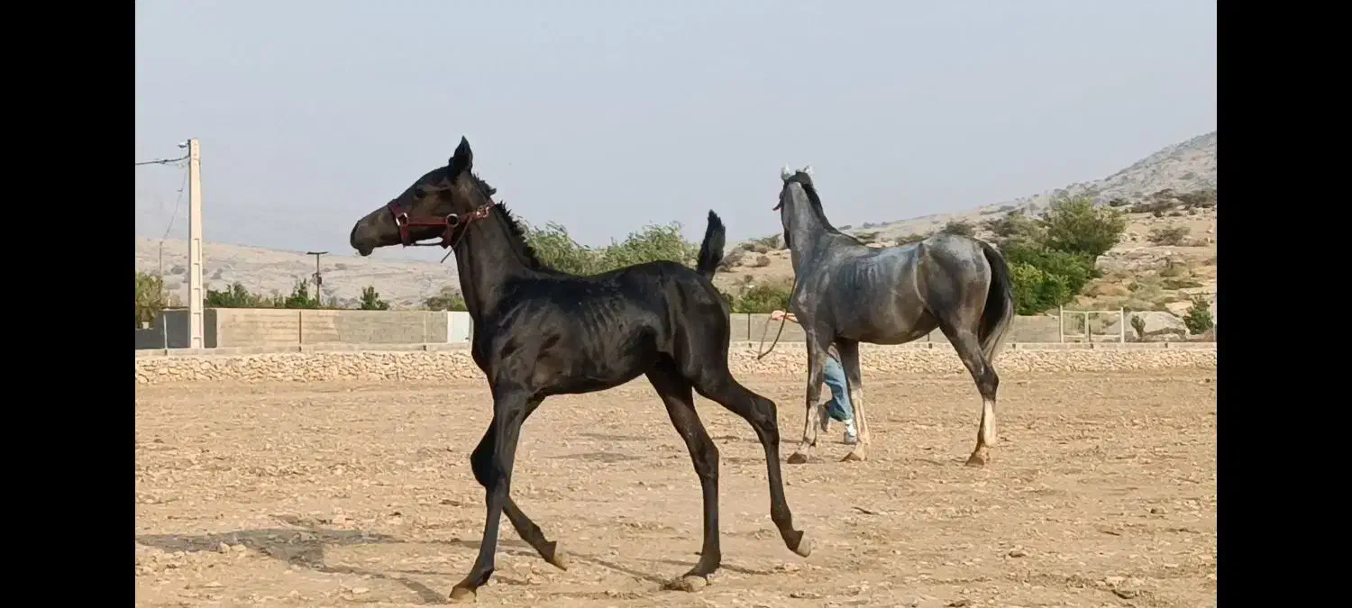 اسب|اسب و تجهیزات اسب‌سواری|نورآباد ممسنی, |دیوار