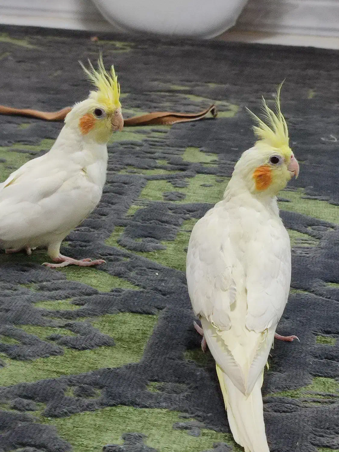 عروس هلندی نر ماده خاکستری لوتینو لپ گلی چشم شرابی|پرنده|فردیس, سپید دشت|دیوار