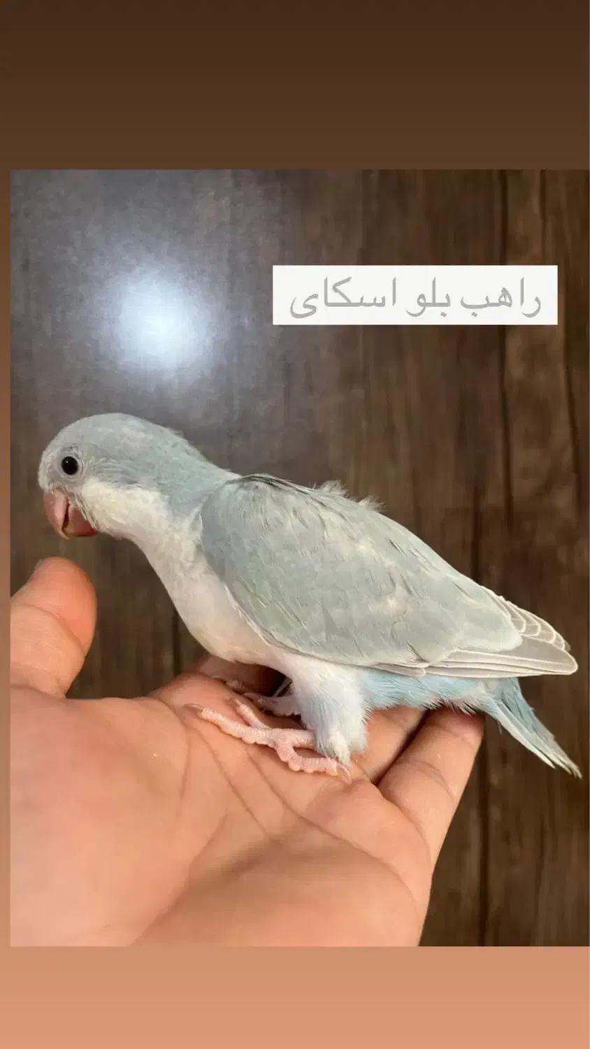 راهب|پرنده|ساری, |دیوار