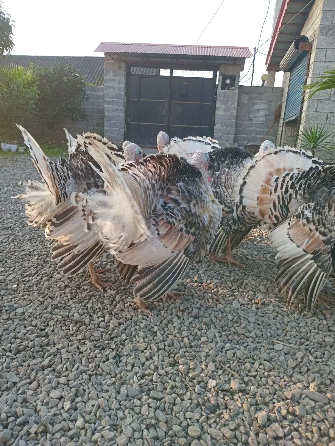 بوقلمون نر و ماده محلی|حیوانات مزرعه|کلاچای, |دیوار