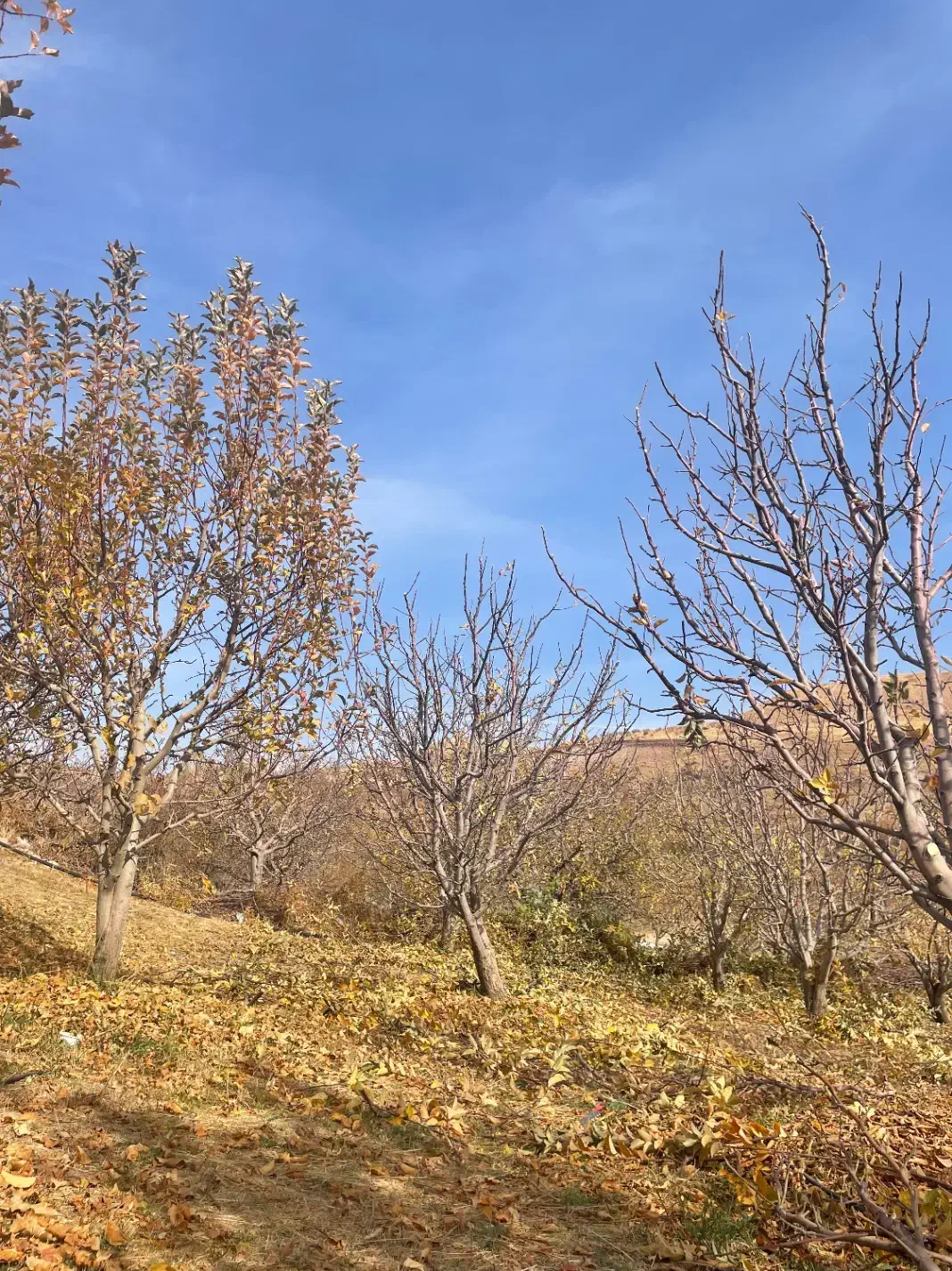 خدمات هرس|خدمات باغبانی و درختکاری|ورامین, ورامین|دیوار