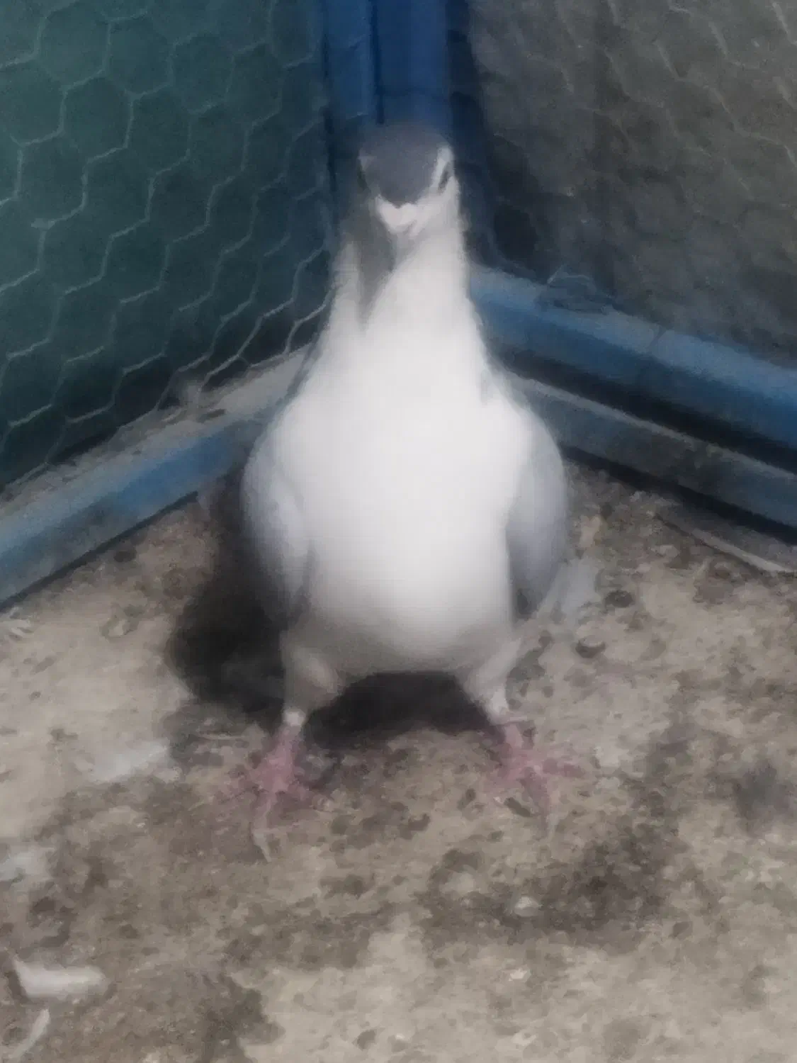 دو عدد نر واز|پرنده|خمینیشهر, |دیوار