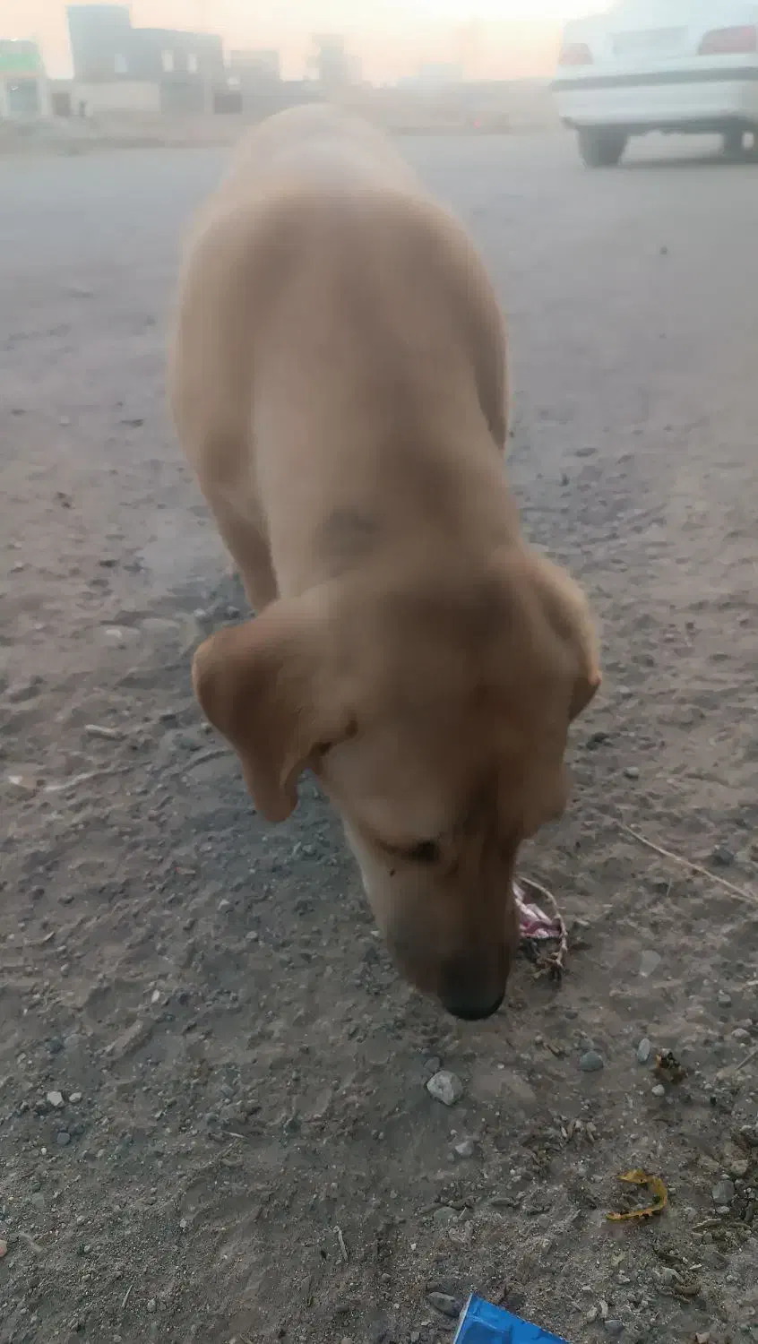 سگ پا کوتاه|سگ|مشهد, شهرک مهر آباد|دیوار