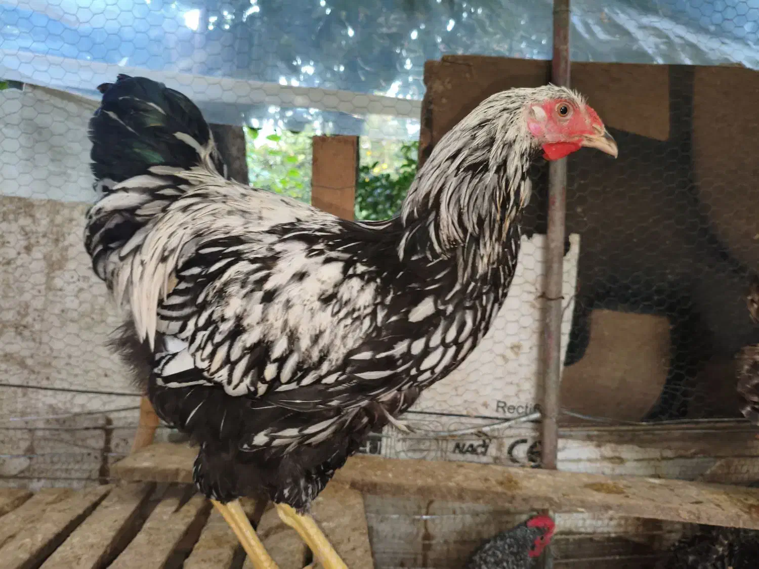 ویاندوت سیلور|حیوانات مزرعه|قائمشهر, |دیوار