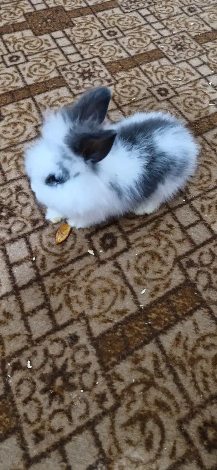 خرگوش بازیگوش|موش و خرگوش|قشم, |دیوار