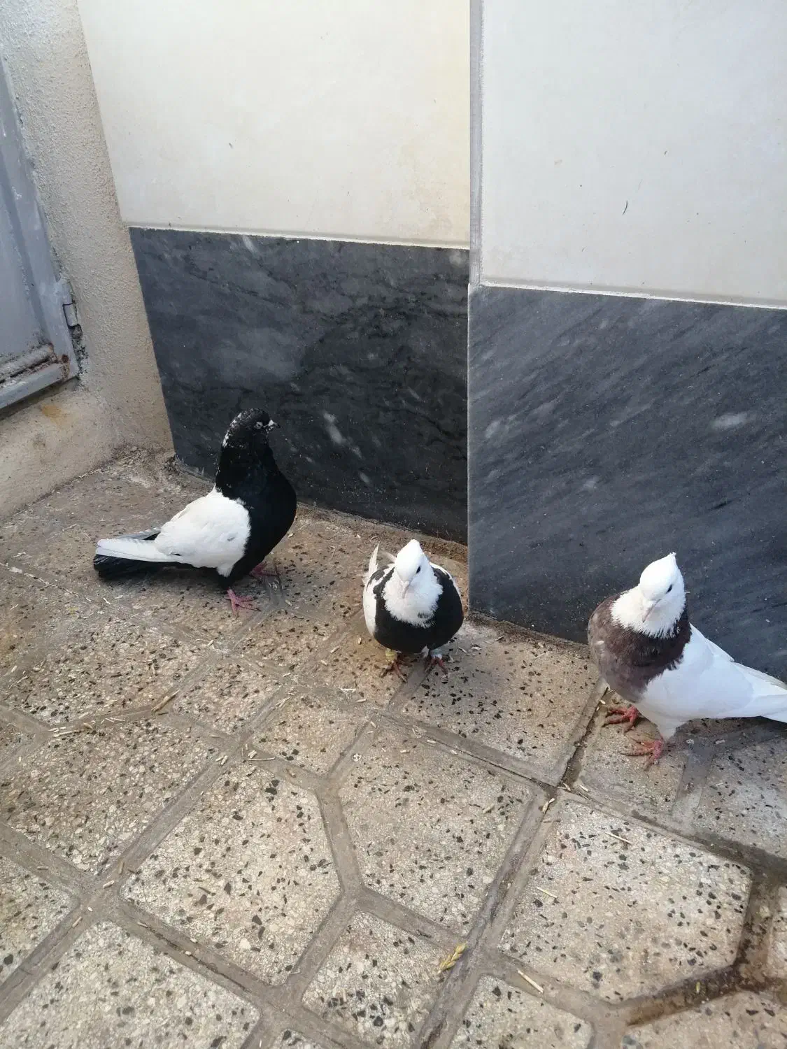 3عددکبوتر|پرنده|صائین قلعه, |دیوار