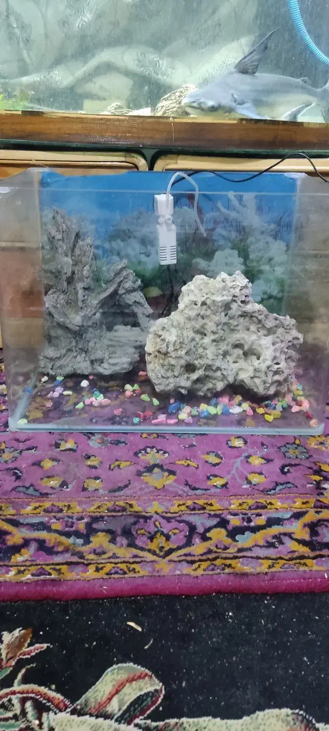 ماهی وآکواریوم|ماهی|کرمانشاه, |دیوار