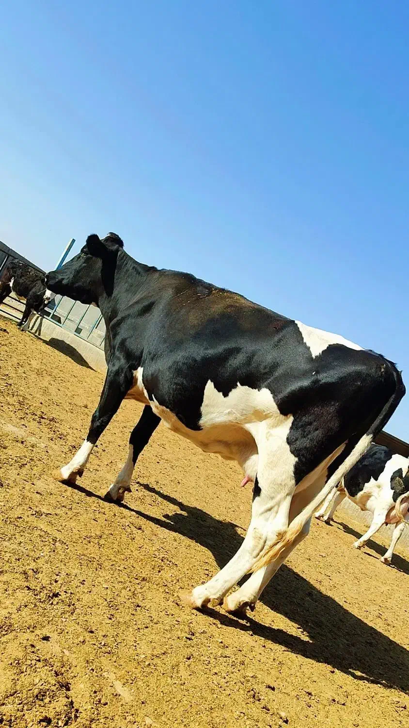 ۳راس گاو آبستن هلشتاین|حیوانات مزرعه|سبزوار, کلاته سیفر|دیوار