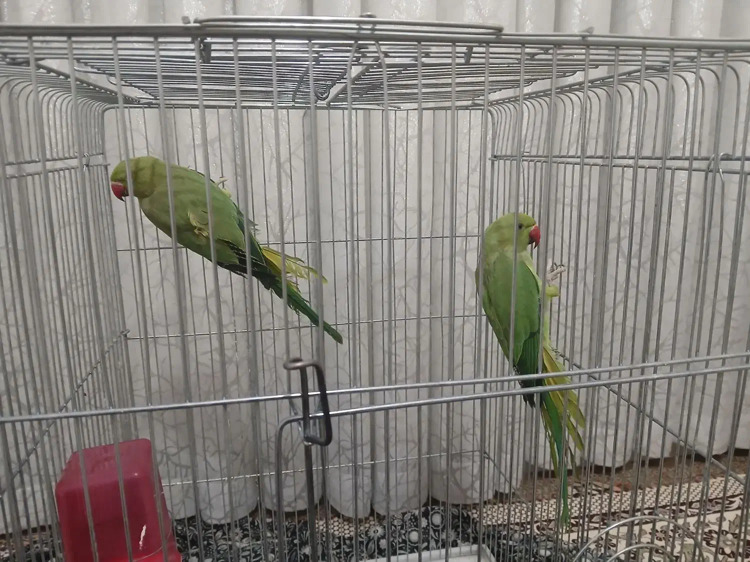 طوطی ملنگو|پرنده|همدان, |دیوار