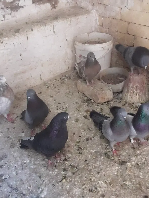 کفتر|پرنده|اصفهان, فرهنگیان|دیوار