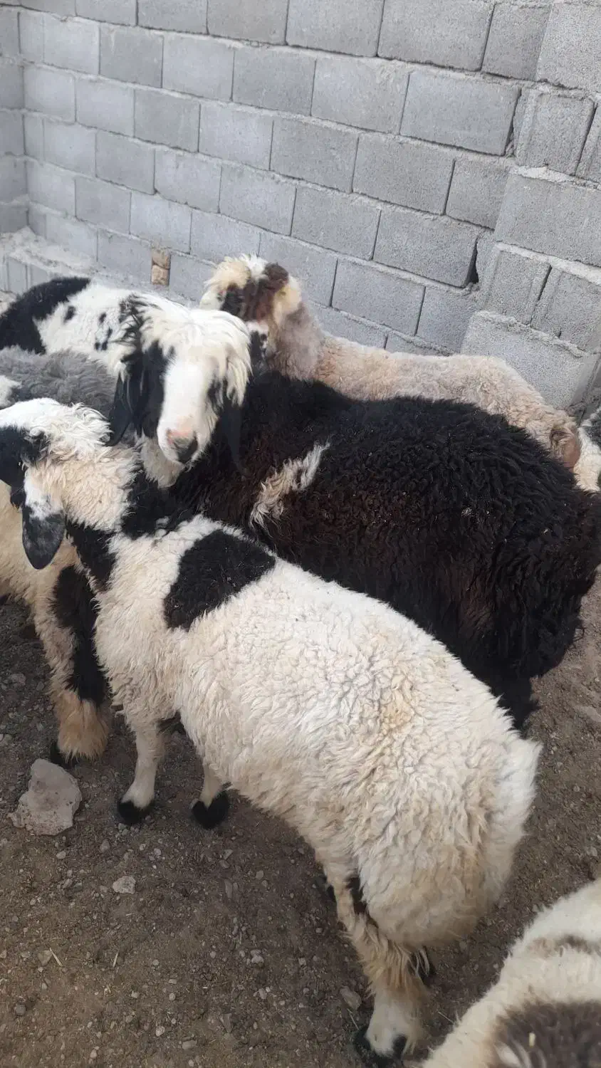 بره چاق|حیوانات مزرعه|مرودشت, شهرک مهدیه|دیوار