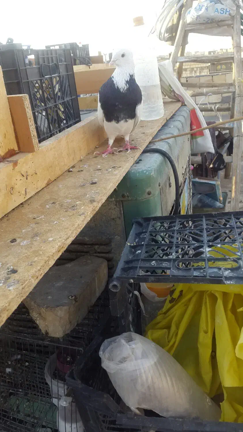 یکیش پاک دوتاش خطادار|حراج|یزد, |دیوار