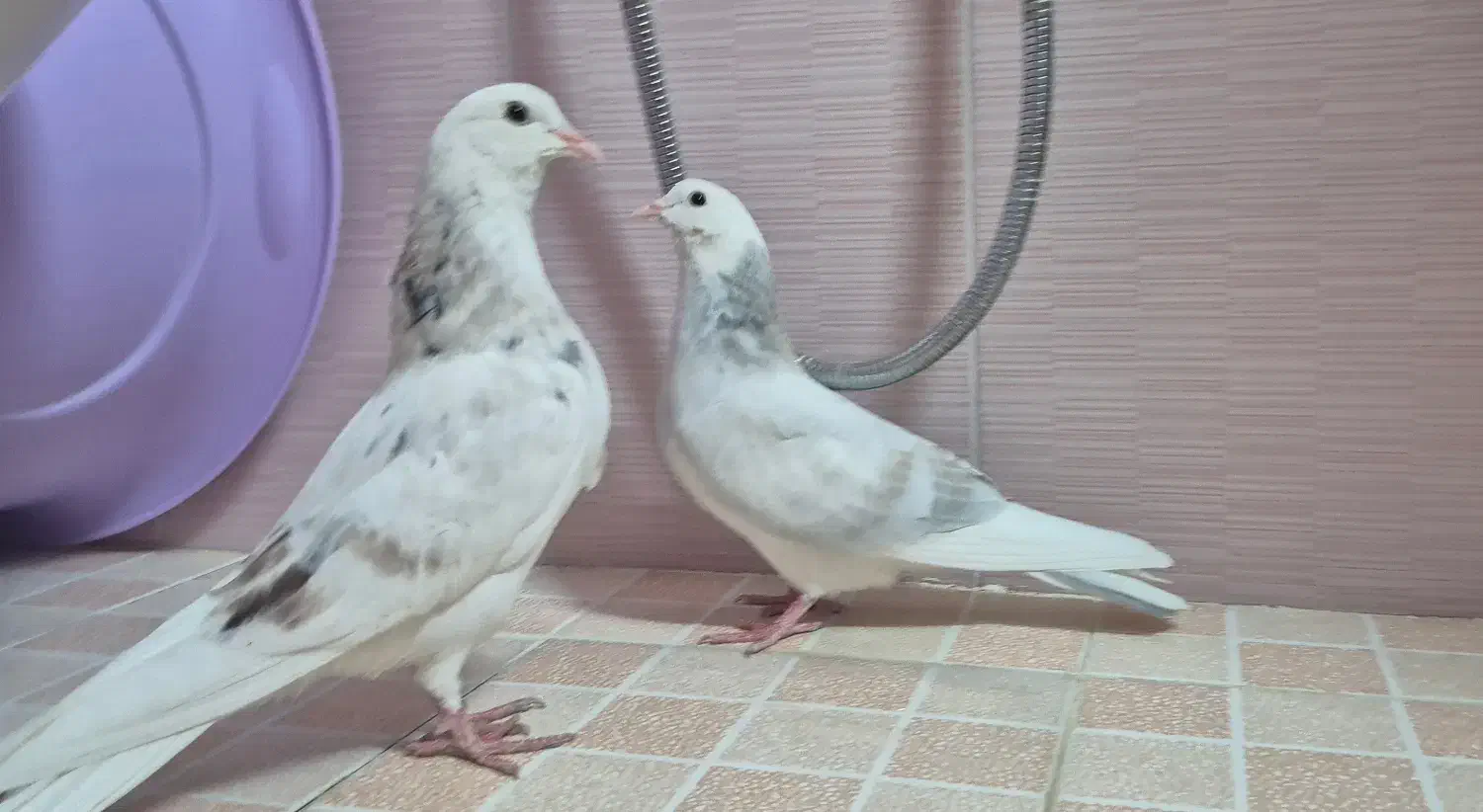 کبوتر شازده هما|پرنده|اصفهان, کلمان|دیوار