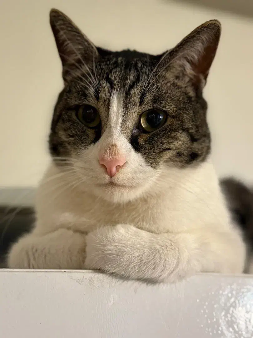 گربه نر|گربه|پردیس, فاز ۲|دیوار