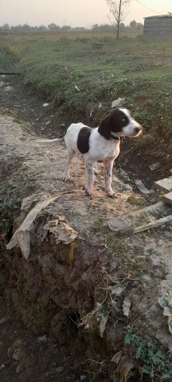 سگ شکاری|سگ|ماسال, |دیوار