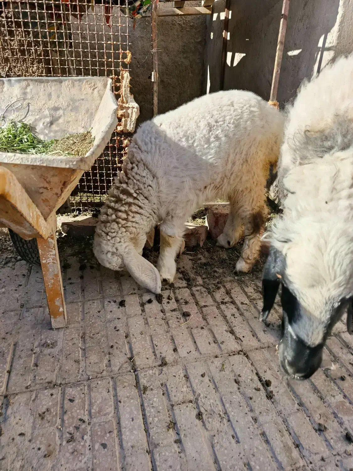 فروش بره|حیوانات مزرعه|خاش, |دیوار