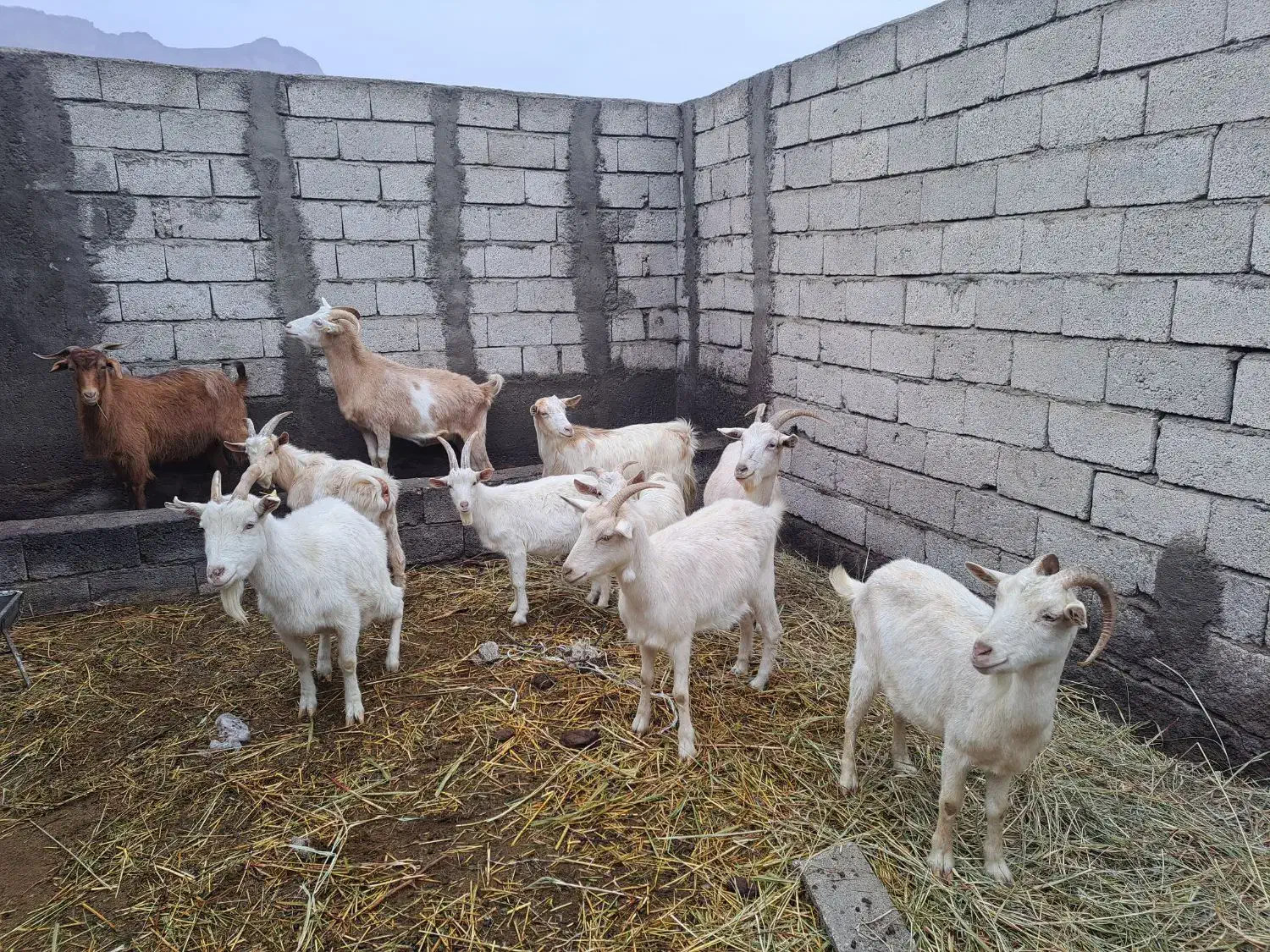 بز سانن ماده|حیوانات مزرعه|جلفا, |دیوار