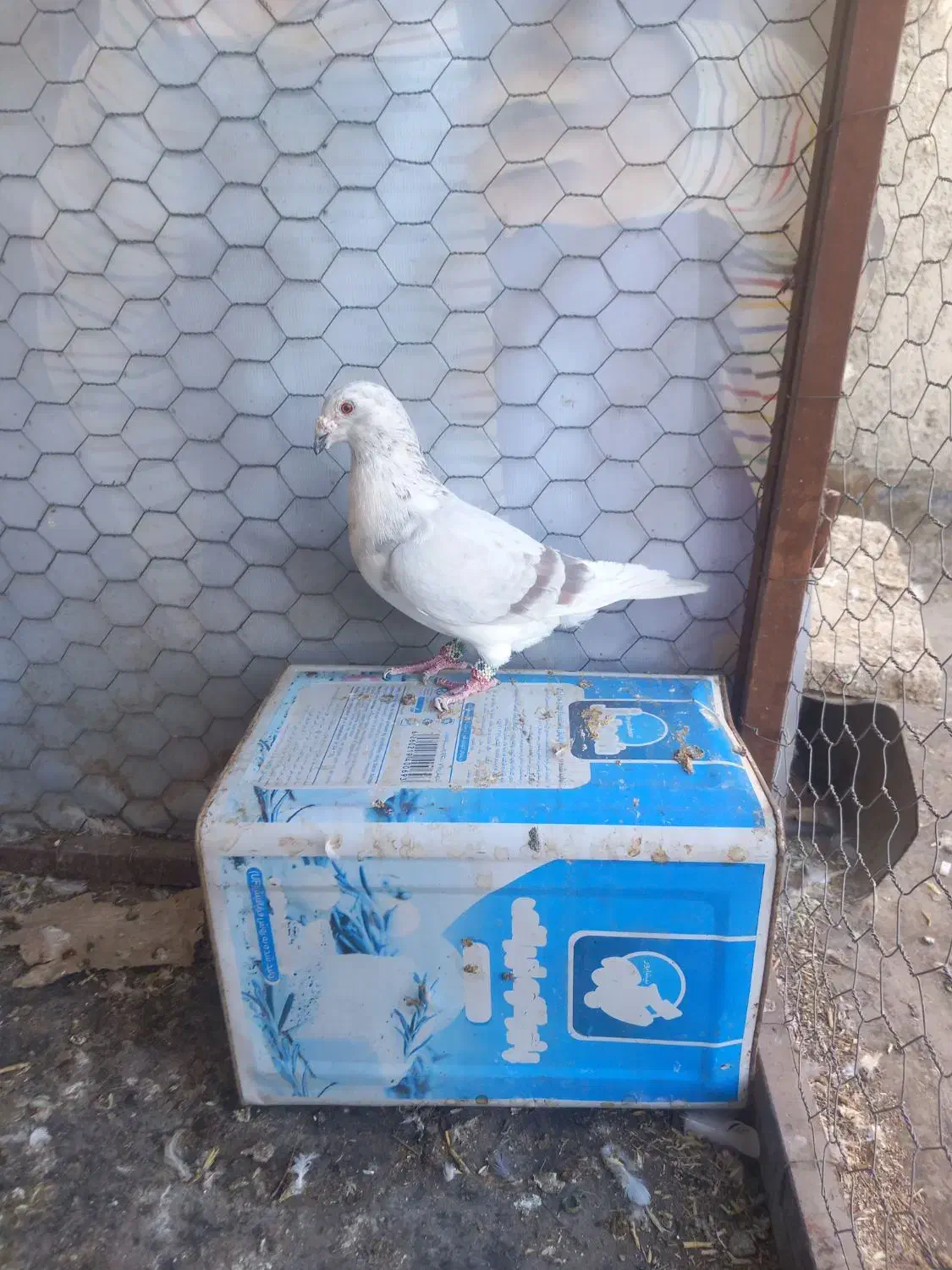 کبوترساراغون المانی درچناران|پرنده|چناران, |دیوار