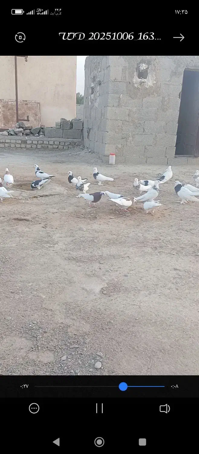 کبوتر طوقی|پرنده|هیدوچ, |دیوار