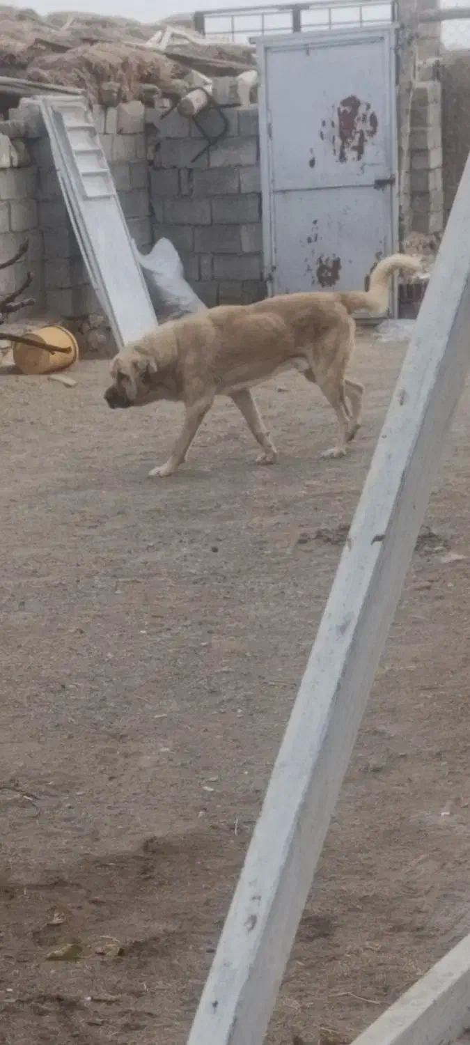 واگذاری پژدر تضمینی|سگ|حاجیلار, |دیوار