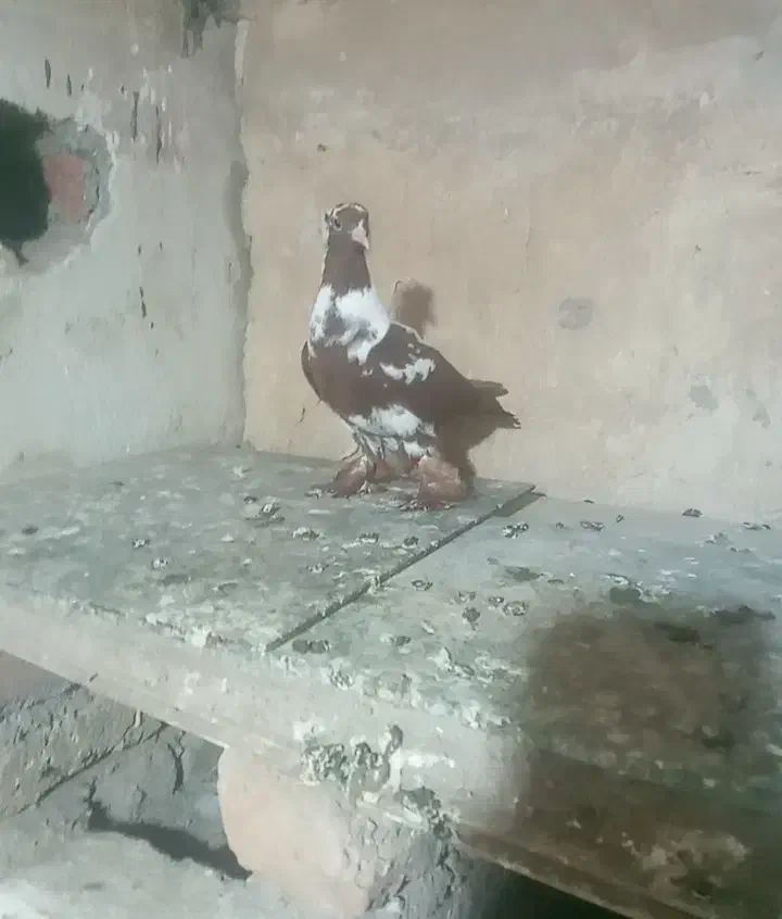 جوجه|پرنده|اردبیل, |دیوار