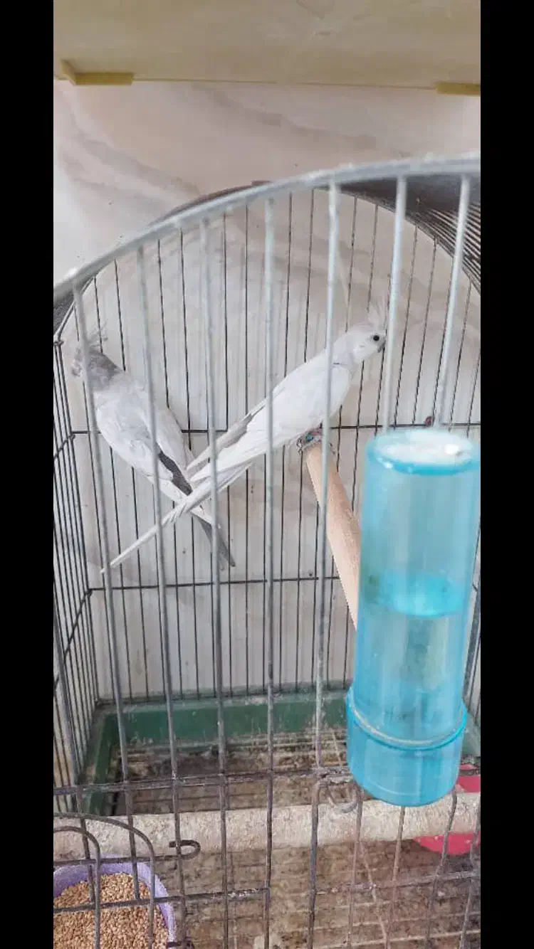 عروس هلندی امرلیددوکت کرم فیس ودوکت البینو ولوتینو|پرنده|بندرعباس, |دیوار