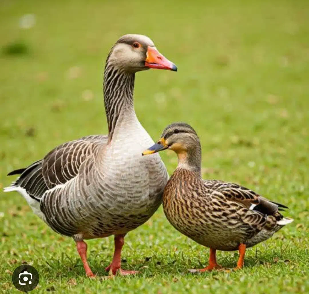 فروش اردک وغاز محلی|حیوانات مزرعه|آستارا, |دیوار