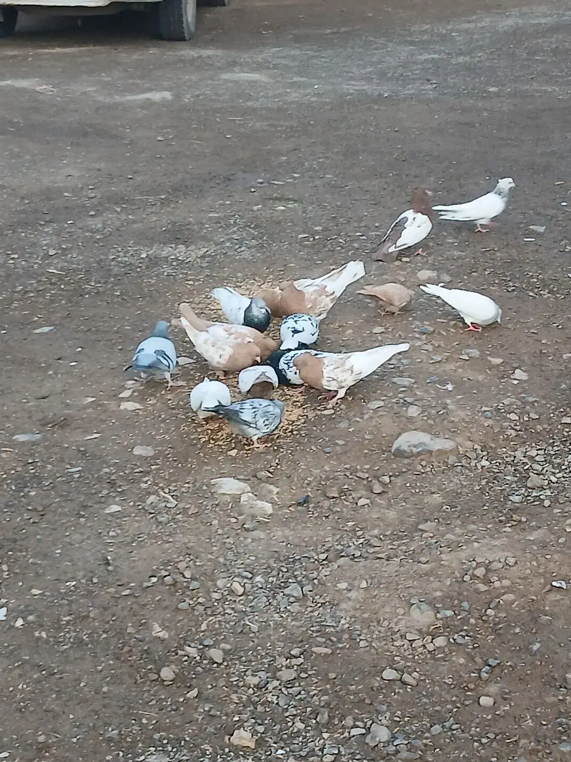 کبوتر|پرنده|مشهد, درزآب|دیوار