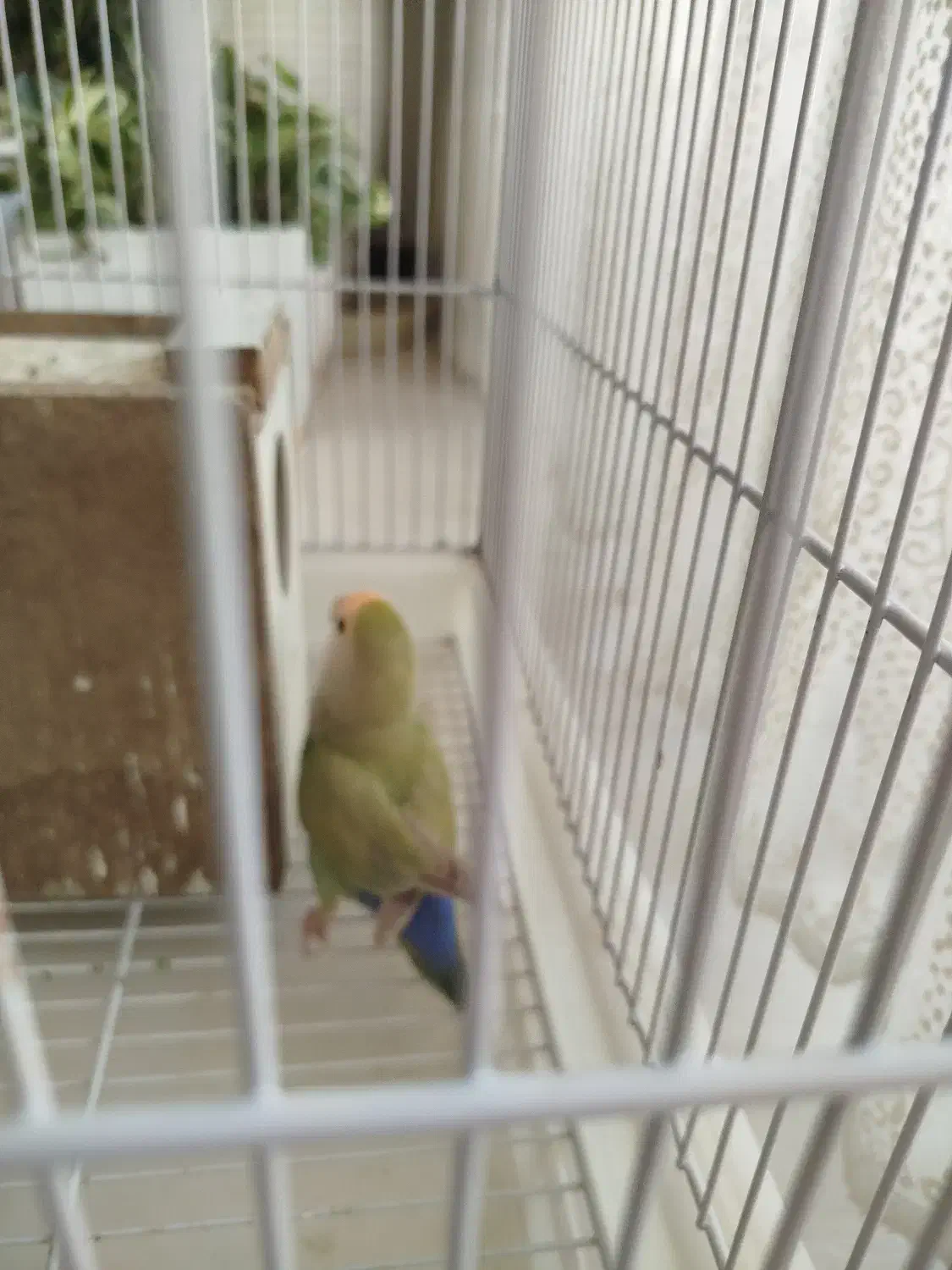 جفت برزیلی بالغ|پرنده|اصفهان, شفق|دیوار